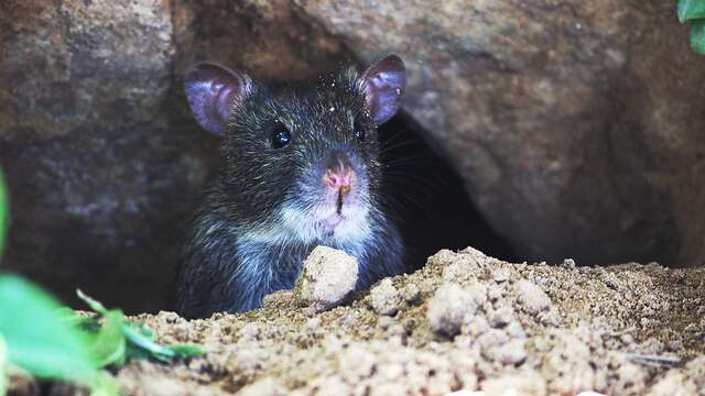A brown Norway rat on the ground beside a wall