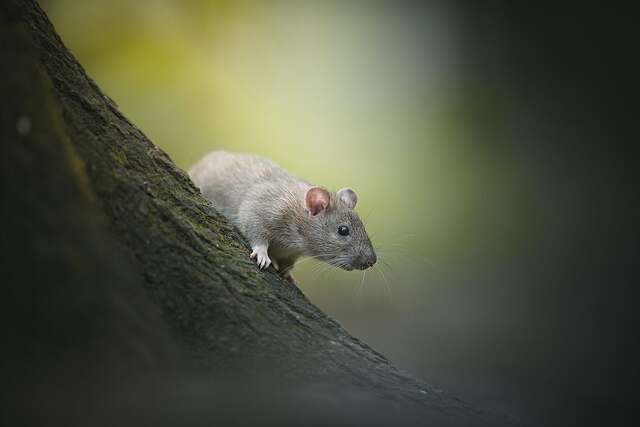 A roof rat moving along a tree branch, the route it takes to a Jacksonville roofline