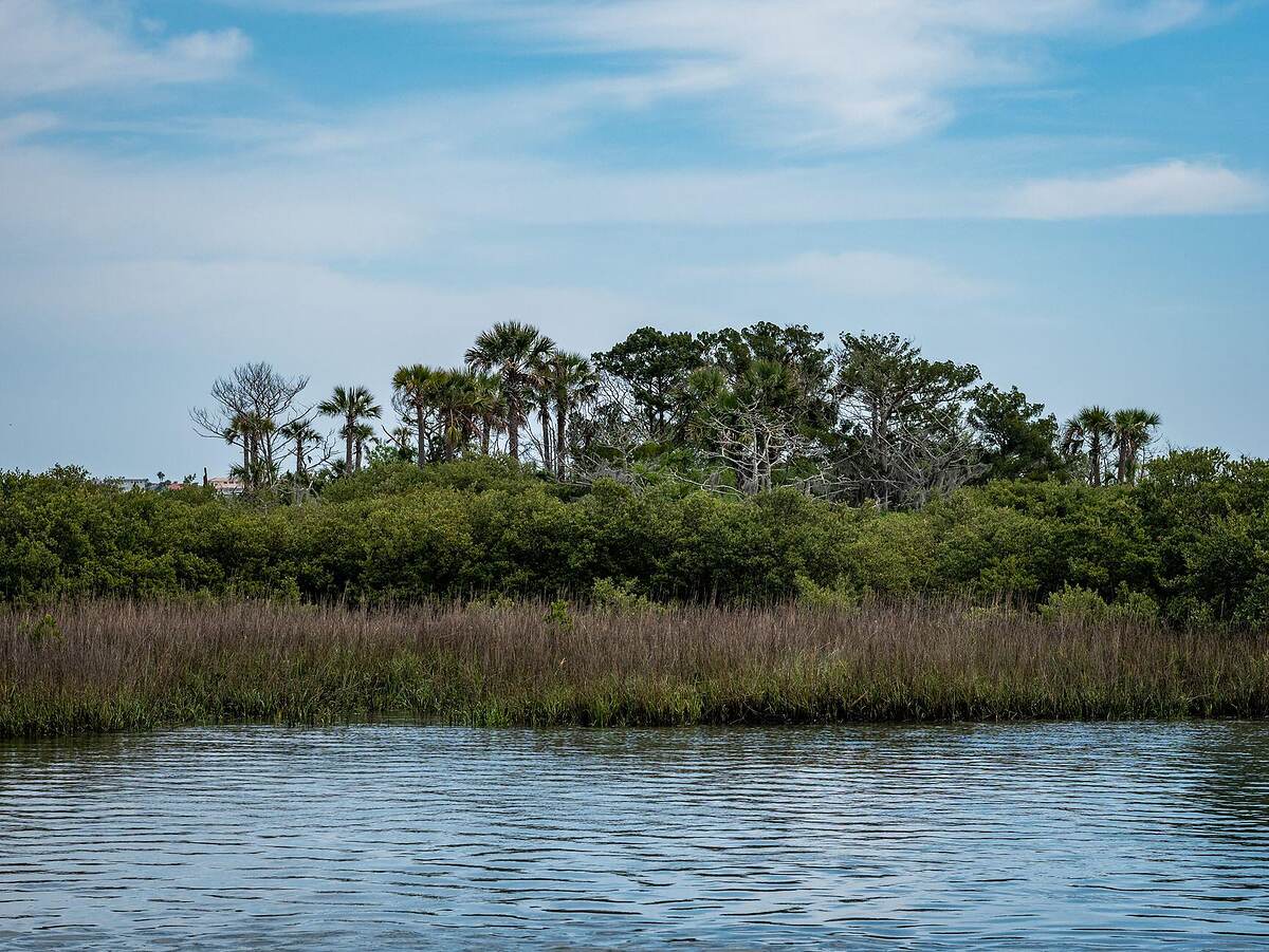 A tidal creek bordered by trees and marsh grass