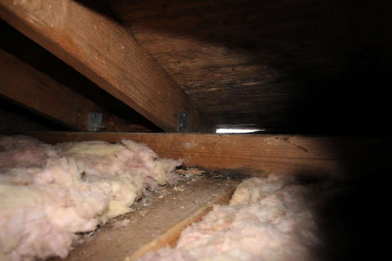 A dim attic corner where a carcass search begins