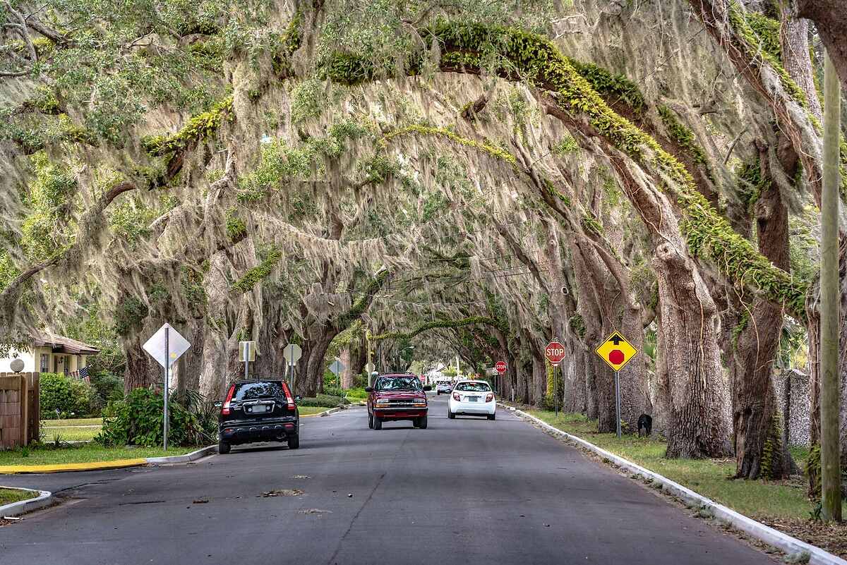 A residential street in Jacksonville under a canopy of live oaks hung with Spanish moss