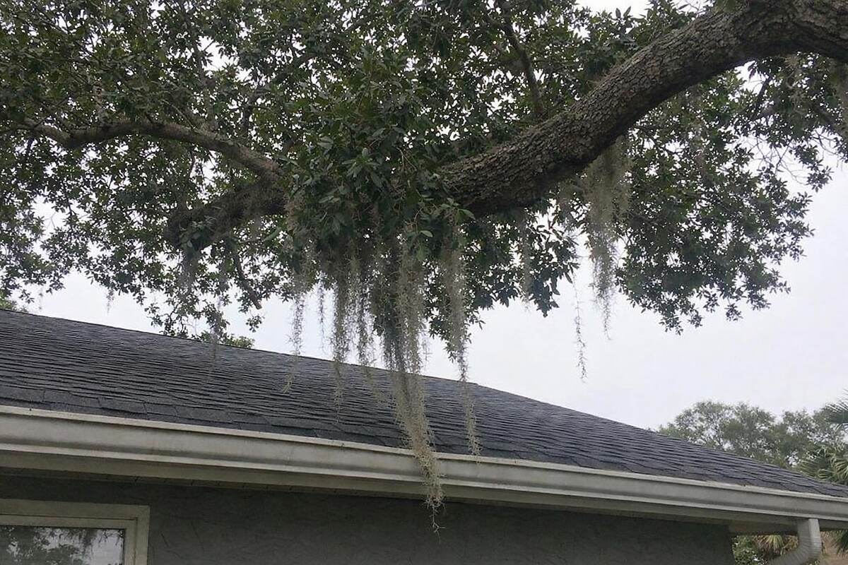 A live oak limb reaching over the shingle roof of a single-story Jacksonville house