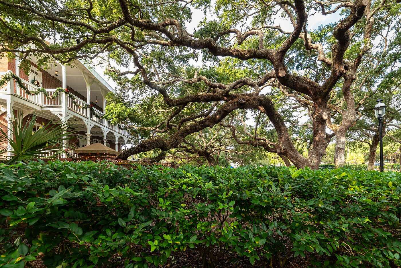 An oak-lined residential street in Riverside, Jacksonville