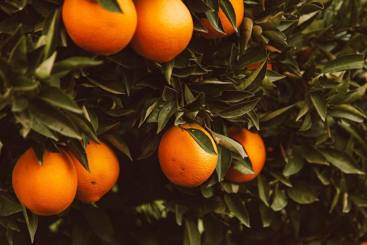 Ripe oranges on a backyard citrus tree