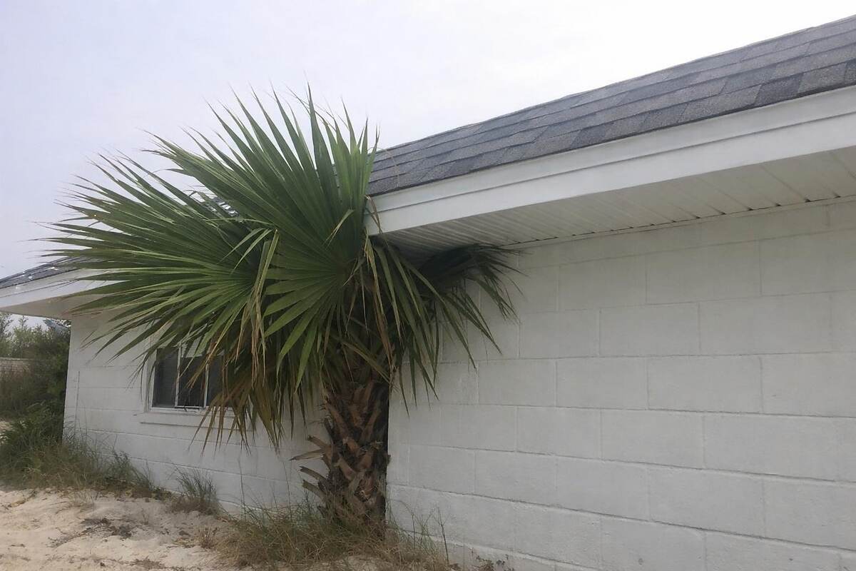 Palm fronds resting against the eave of a block house