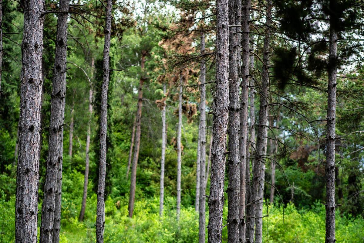 Tall pines over palmetto in a Florida flatwoods