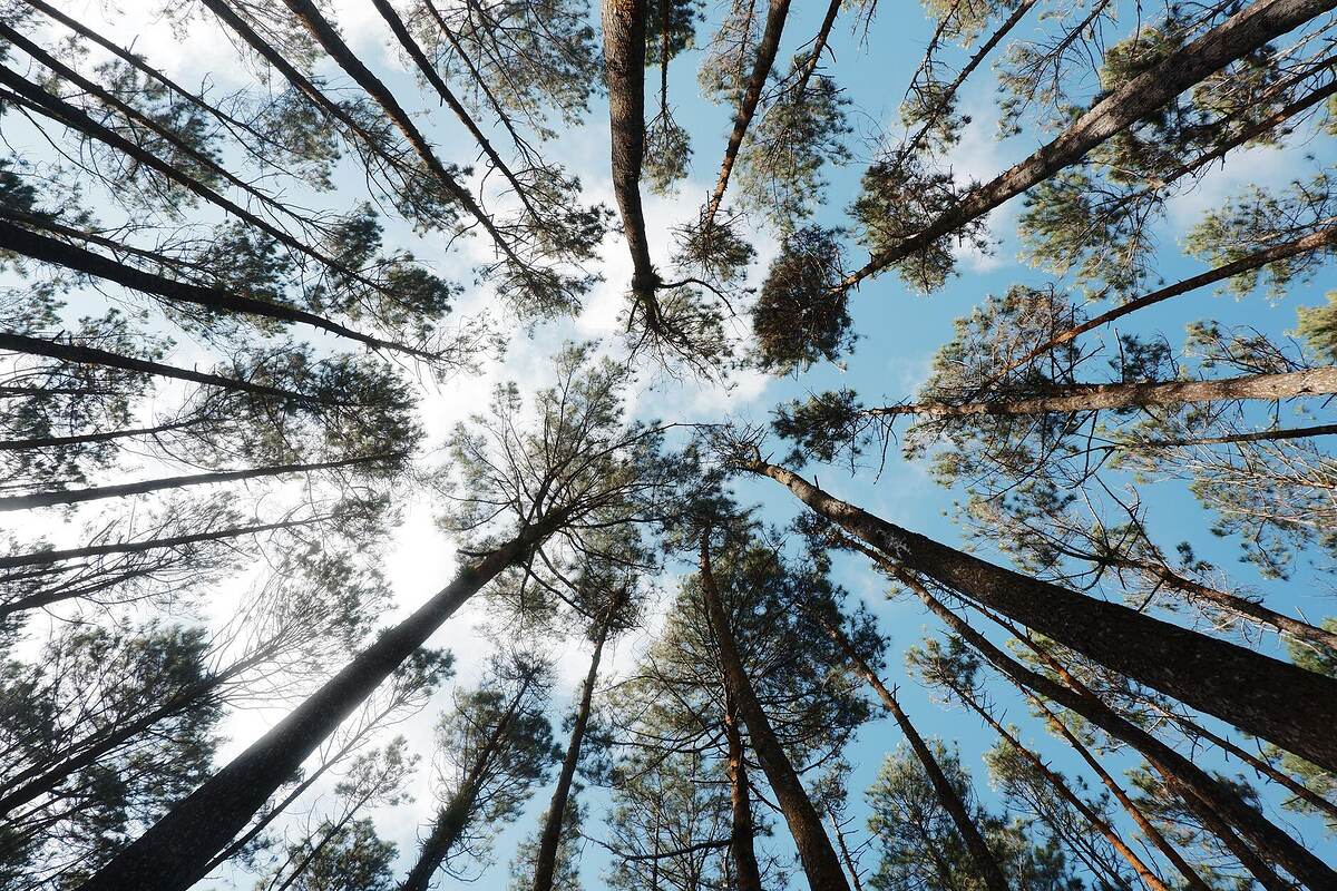 Pine flatwoods and palmetto at the edge of a preserved tract