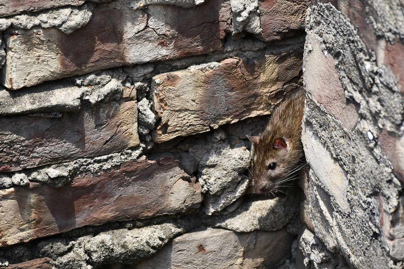 A rat pausing at an opening in an exterior wall