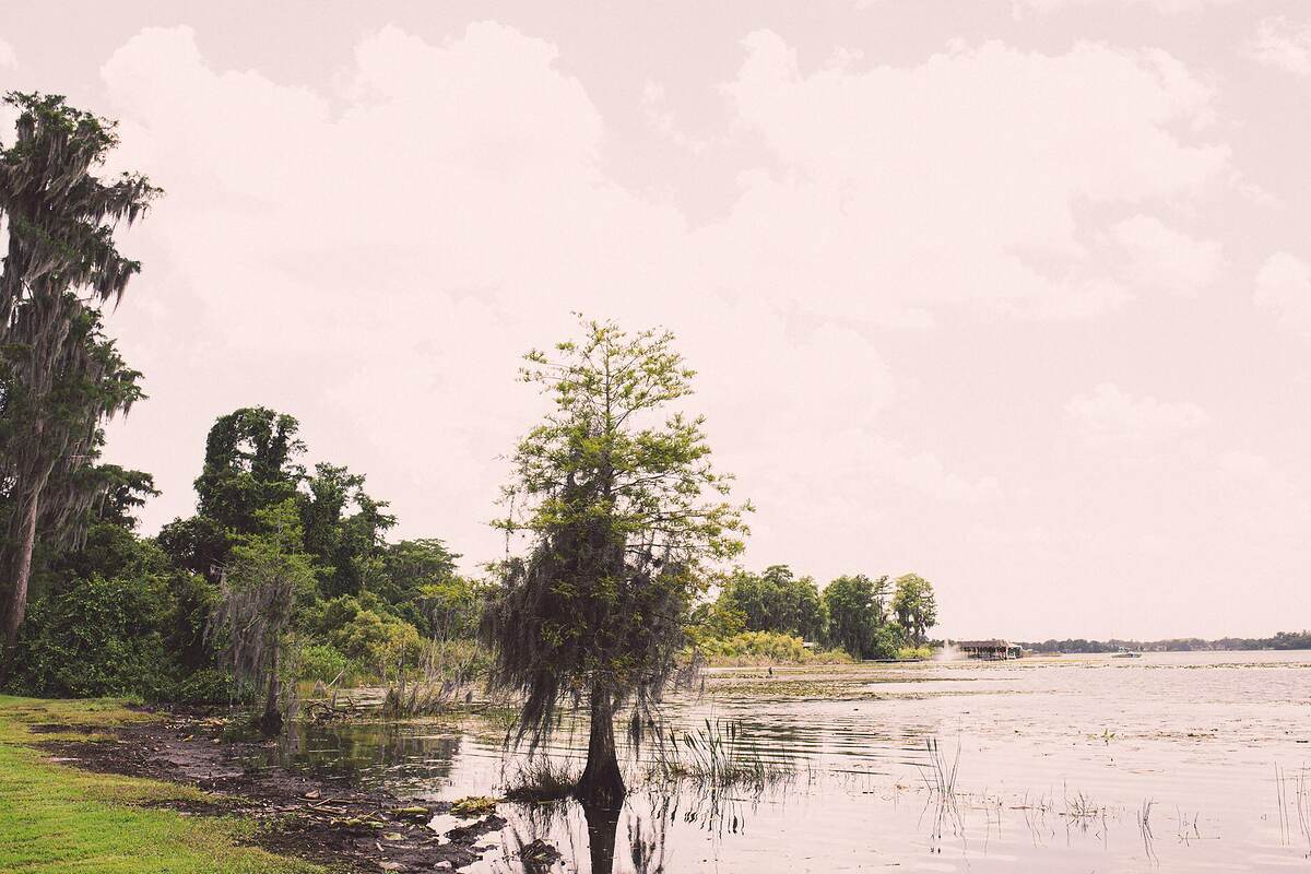 Trees along a riverbank park with a pier