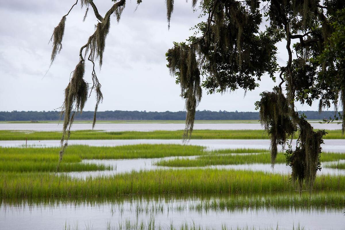 A tidal creek winding through salt marsh grass