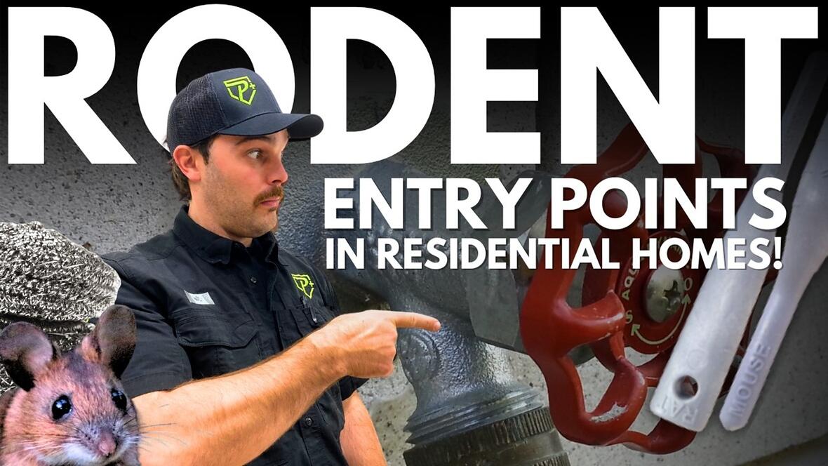 Video preview: How to find rodent entry points and seal them