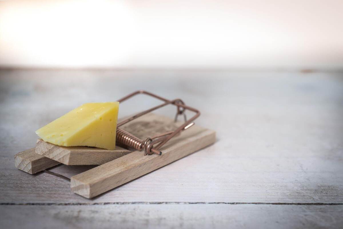 A baited wooden snap trap set on a plank